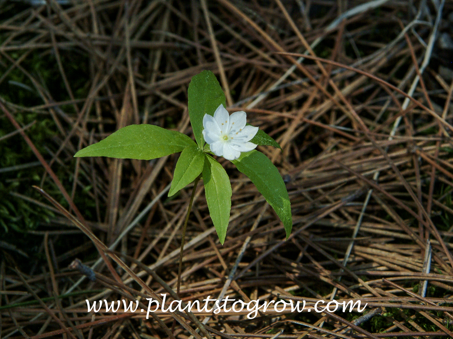 Star Flower (Trientalis borealis) 
The plants have formed a colony in a very sandy soil and in the litter of the Red Pine trees.